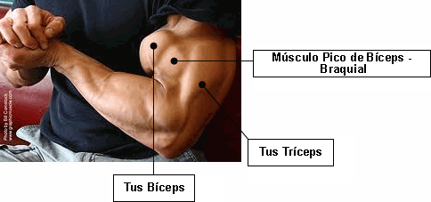 Pico de bíceps  / braquialis
