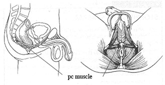 pc muscle location